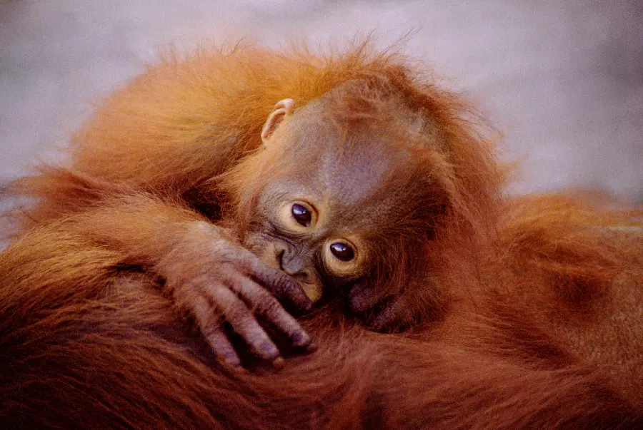 Wildlife