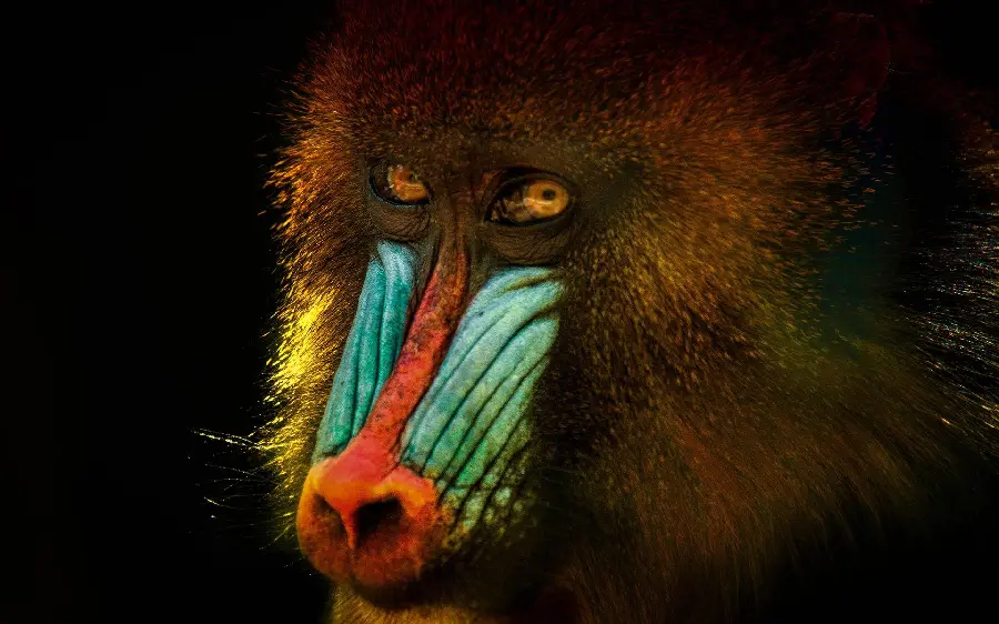 Mandrill or King Baboon Profile Picture