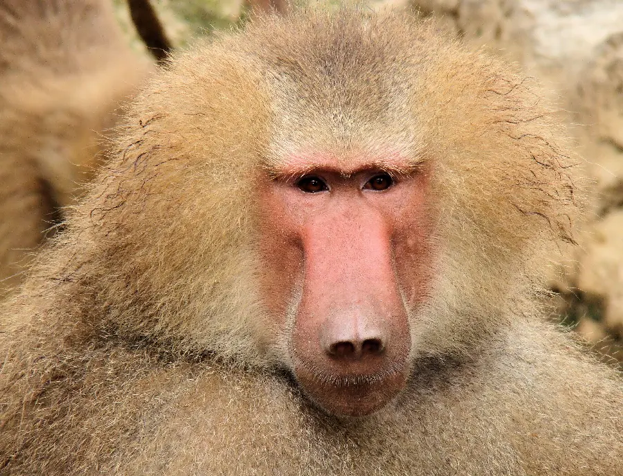Funny baboon profile picture