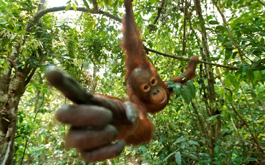 Download a playful orangutan image suitable for your profile