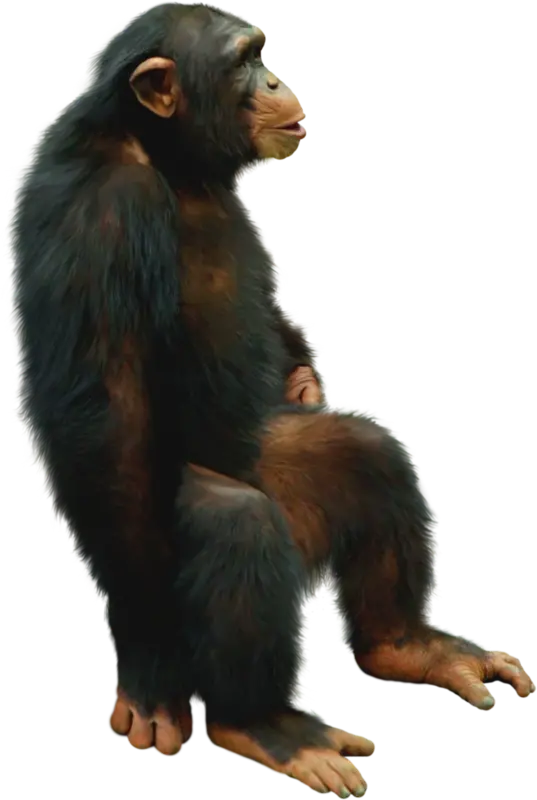 Real Chimpanzee Photo Without Background