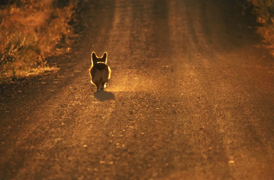 Pug Dog Photo in Wildlife Documentary