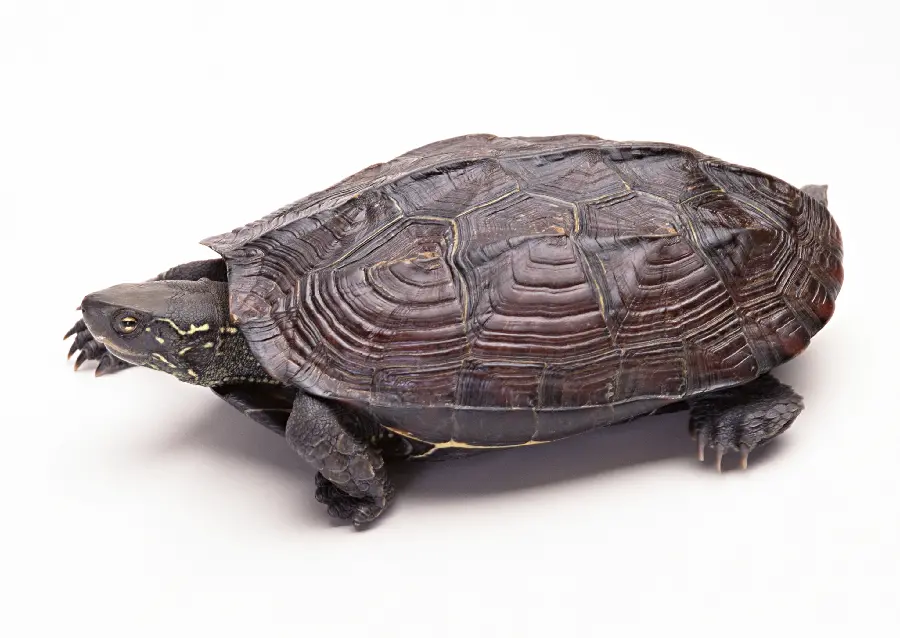 Turtle Wallpaper