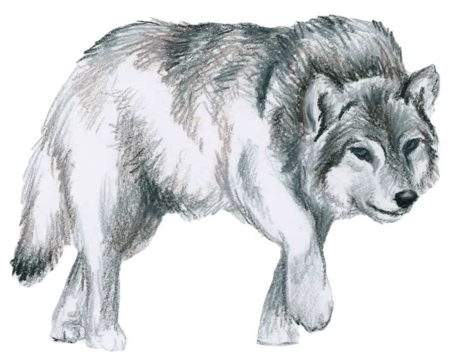Snow wolf drawing stock image for use in projects png design