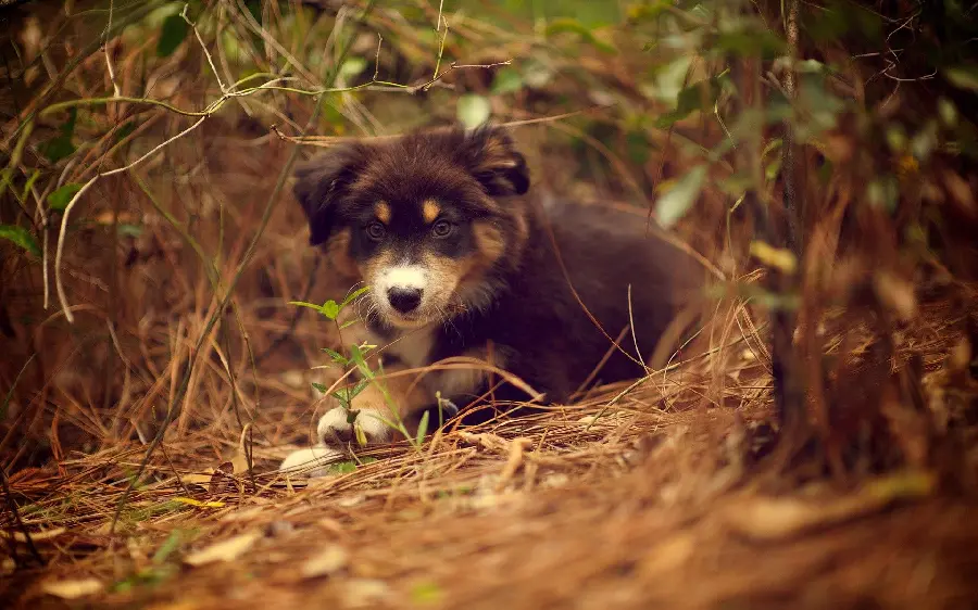 Australian Shepherd playing in nature