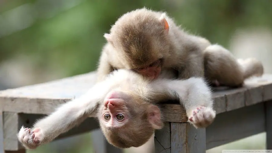 Funny Monkey Pictures