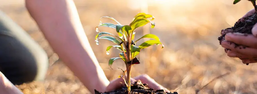 Tree planting picture on Arbor Day