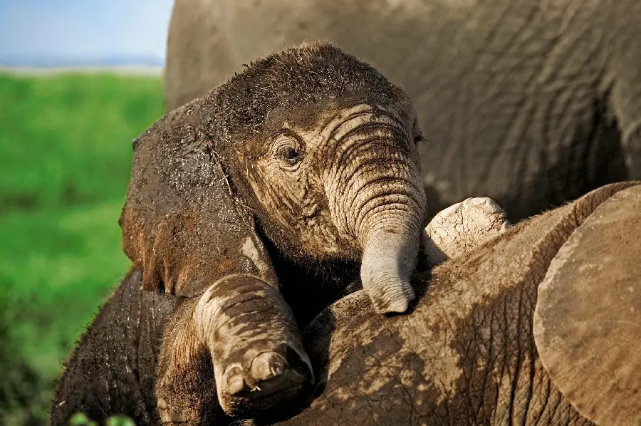 Download photo of a playful and dirty baby elephant