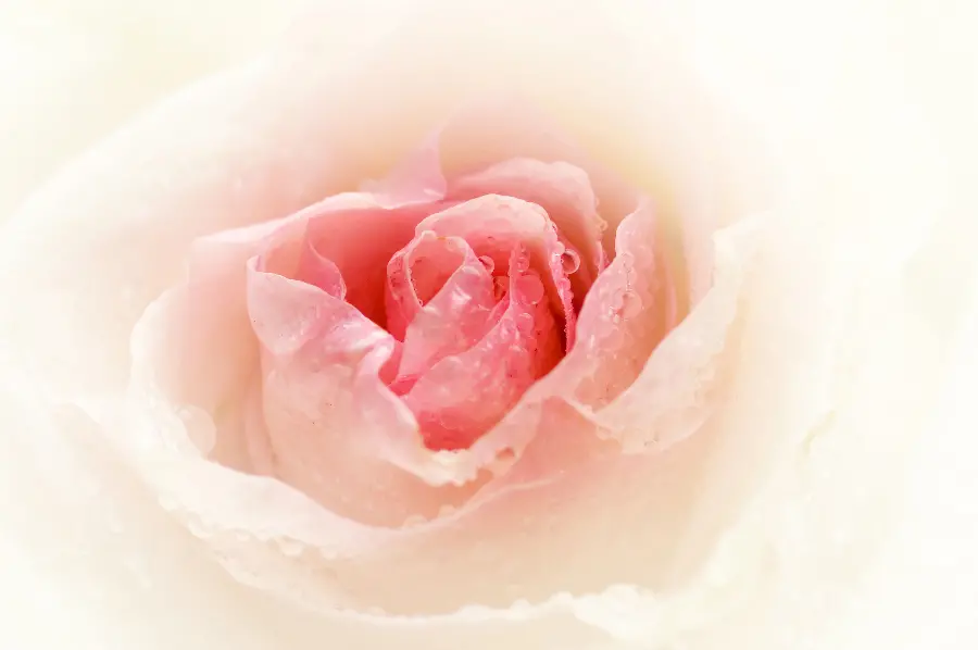 Beautiful Roses of All Colors and Beautiful Flowers for Profile