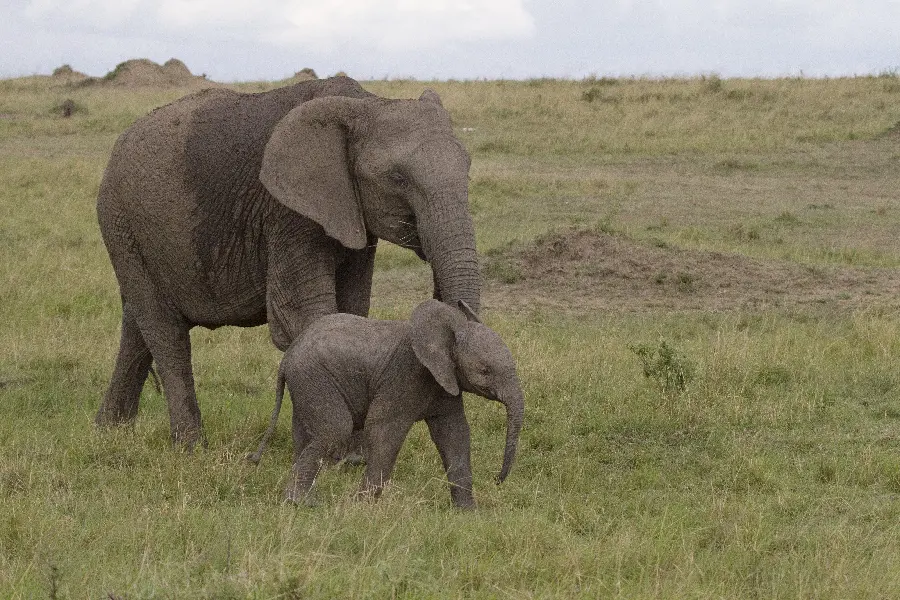 Baby elephant photo with real mother in nature