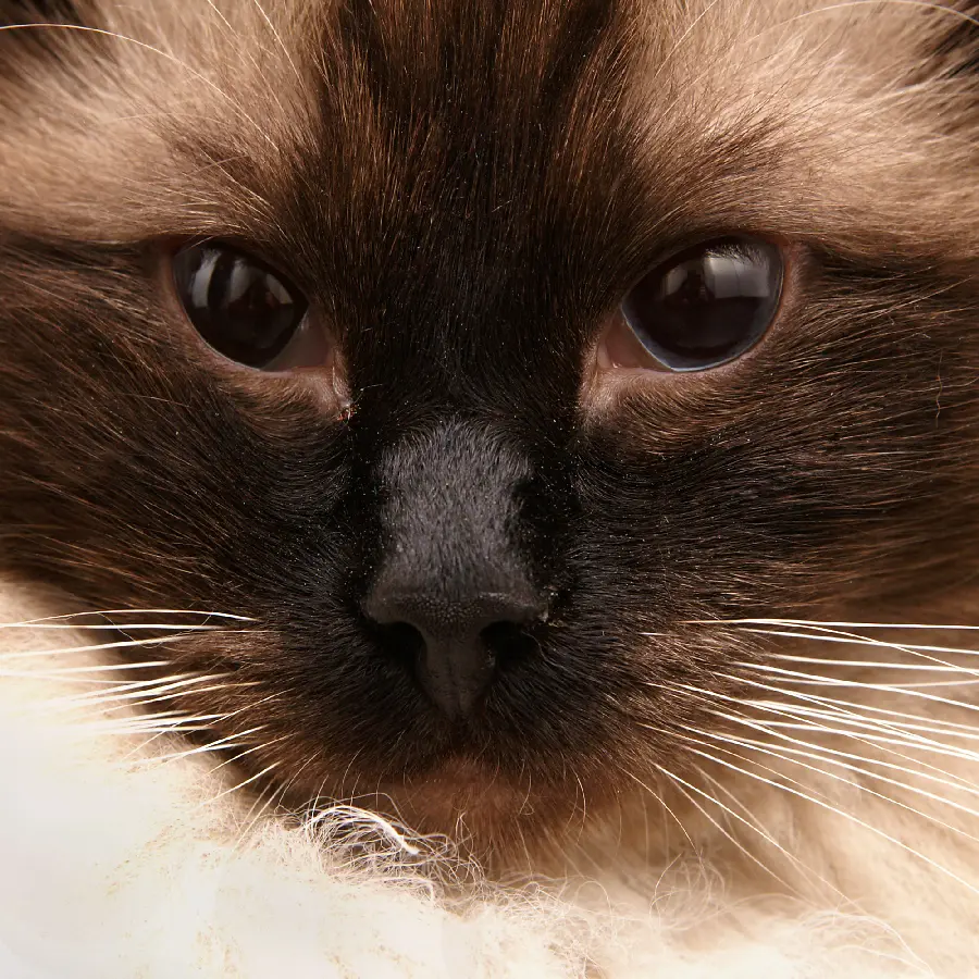 High Quality Cat Photos