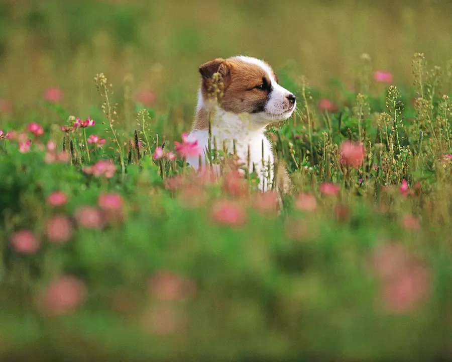 Animal Background Photos