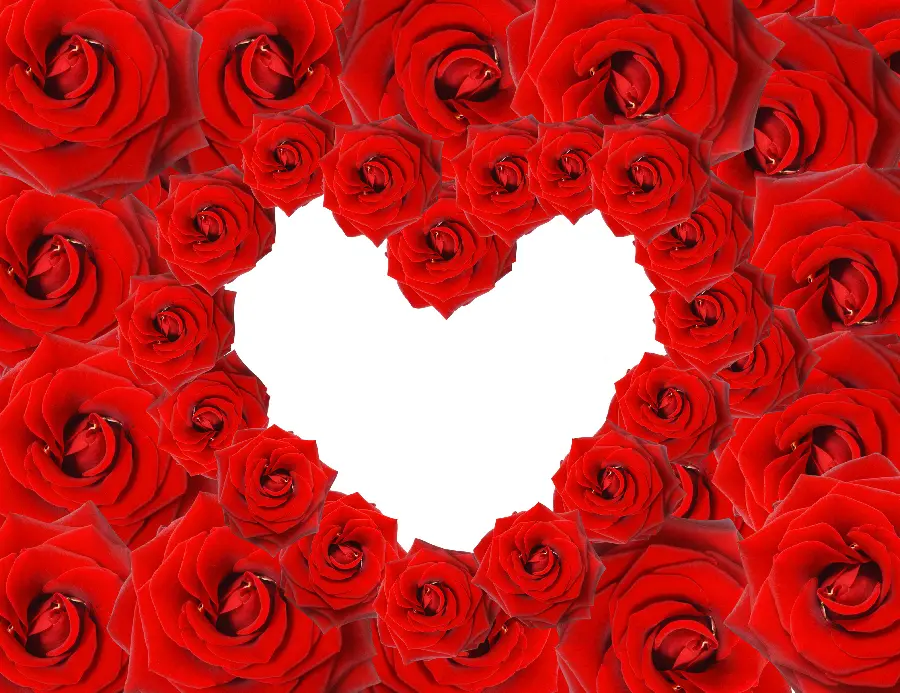 Red rose background