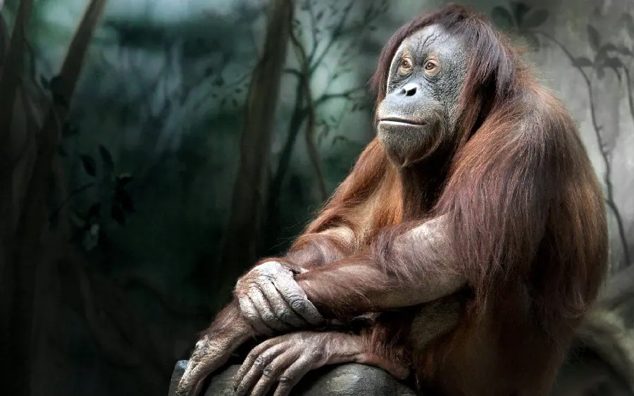 Smart Orangutan Photo in Zoo for Free Download