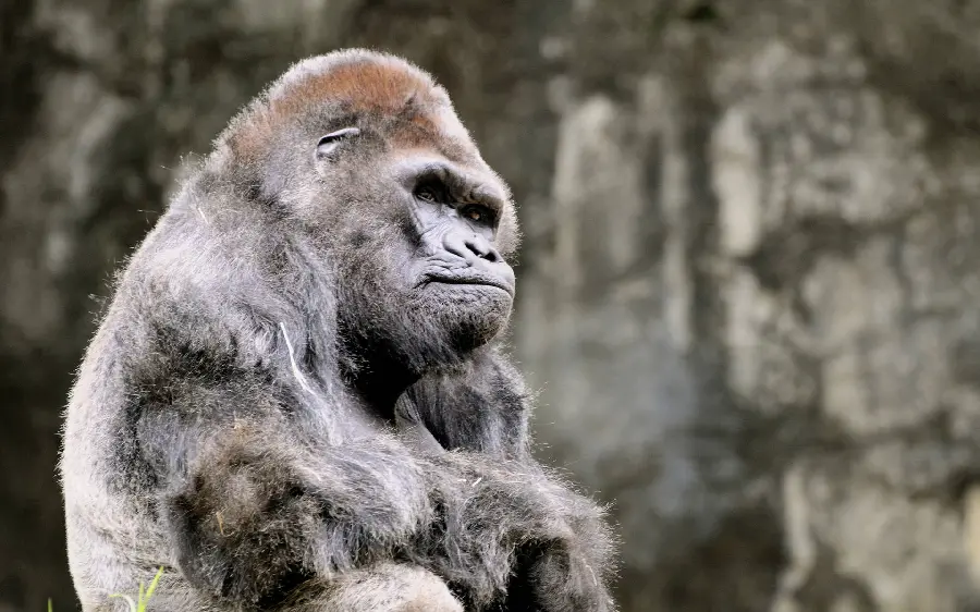 Hairy and Sloppy Silverback Gorilla