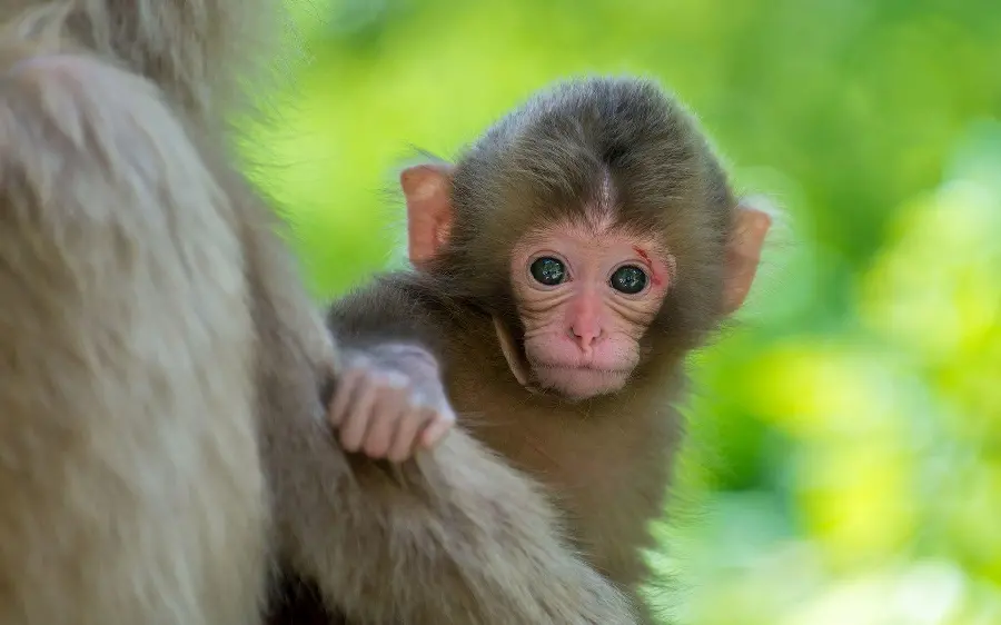 Naughty Baby Monkey Photo
