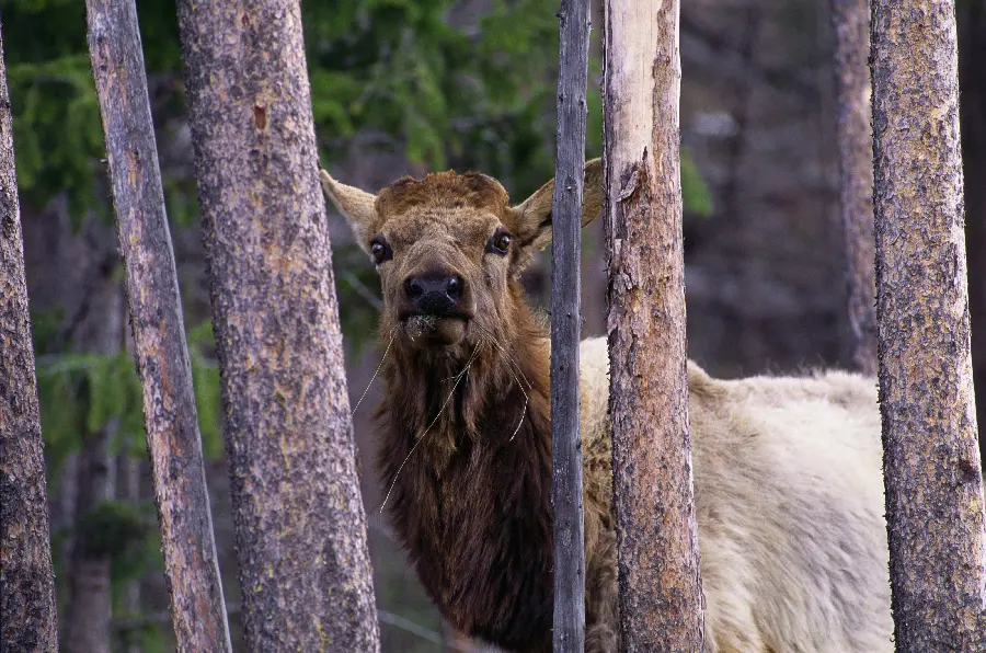 Animal and wildlife photos