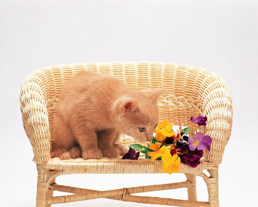 Dog and Cat Pets Background