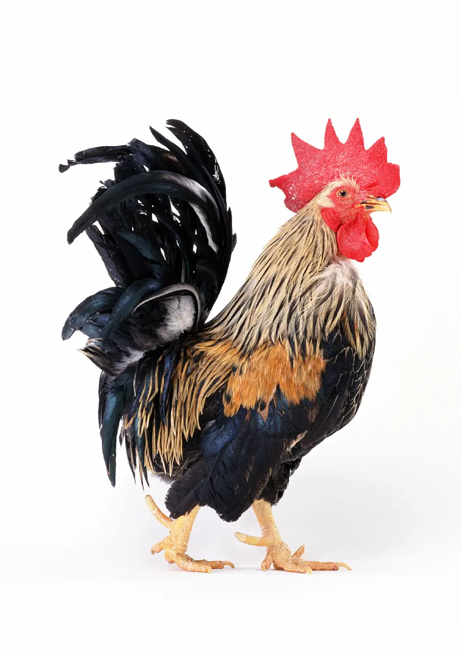Rooster Stock Photo