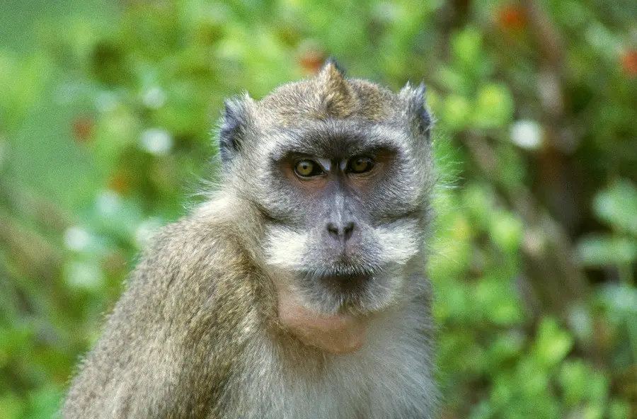 Monkey in wildlife documentary