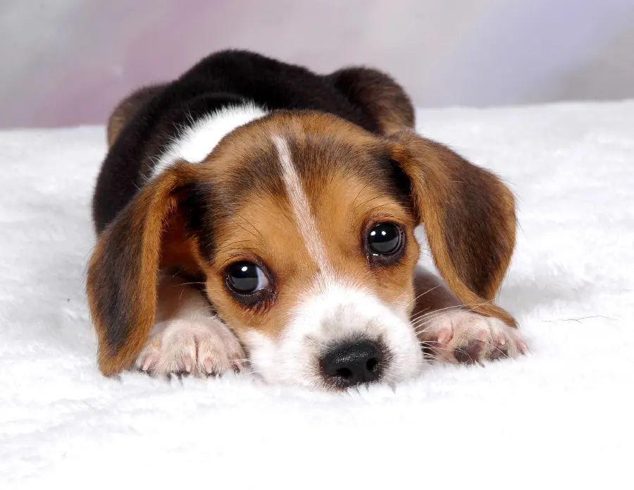 Beautiful and Sleepy Dog Photo
