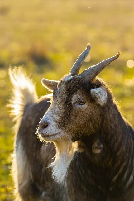 Goat wallpaper collection and mobile background images in HD