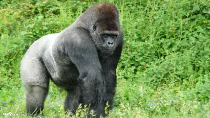 Silverback gorilla photos collection featuring amazing wildlife images