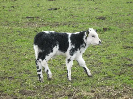 High quality newborn calf photos free download HD images