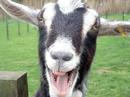 Funny laughing goat pictures for cute and cool profile photos