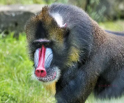 Wild and Guinea baboon photos short tailed monkeys