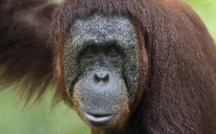 High quality orangutan photos collection for download