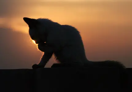 Beautiful cat photos collection for free HD download